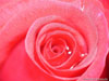 Rose mit Tau