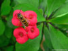 Hornisse auf roter Blüte