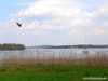 Segeleboot und fliegender Vogel
