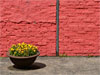 Blumenkbel vor roter Mauer