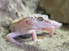 Weisser Gecko im Sand