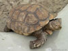 Riesenschildkröte im Sand