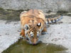 Trinkender junger Tiger
