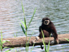 Affe auf Ast