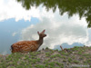 Reh im Wasser