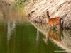 Reh spiegelt sich im Wasser