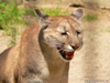 Schreiender Puma