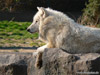 Wolf auf Steinformation