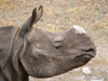 Portrait eines Nashorns