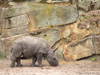 Kleines Panzernashorn