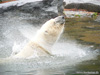 Eisbr im Wasser