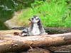 Meerkatze mit herausgestreckter Zunge