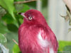 Roter Vogel im Geäst