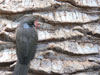 Grauer Vogel am Stamm einer Palme