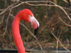 Portrait eines Flamingo