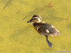 Kleine Ente schwimmt mit den Fischen