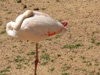 Schlafender Flamingo