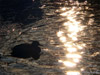 Ente und spiegelnde Sonne im Wasser