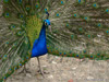 Pfau schlgt ein Rad